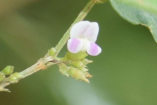 Imagem de Teramnus labialis (L. fil.) Spreng.