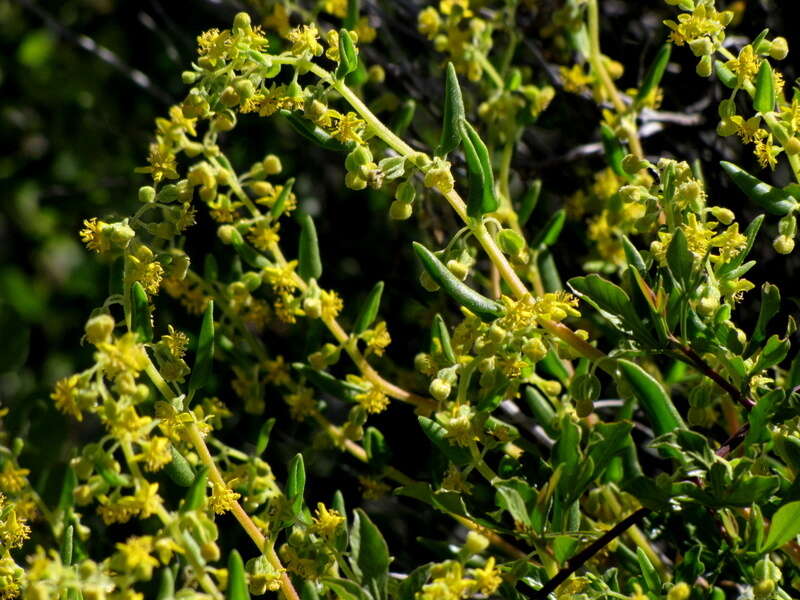 Image of Tetragonia fruticosa L.