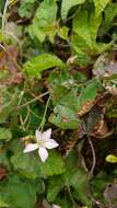 Image of Convolvulus farinosus L.