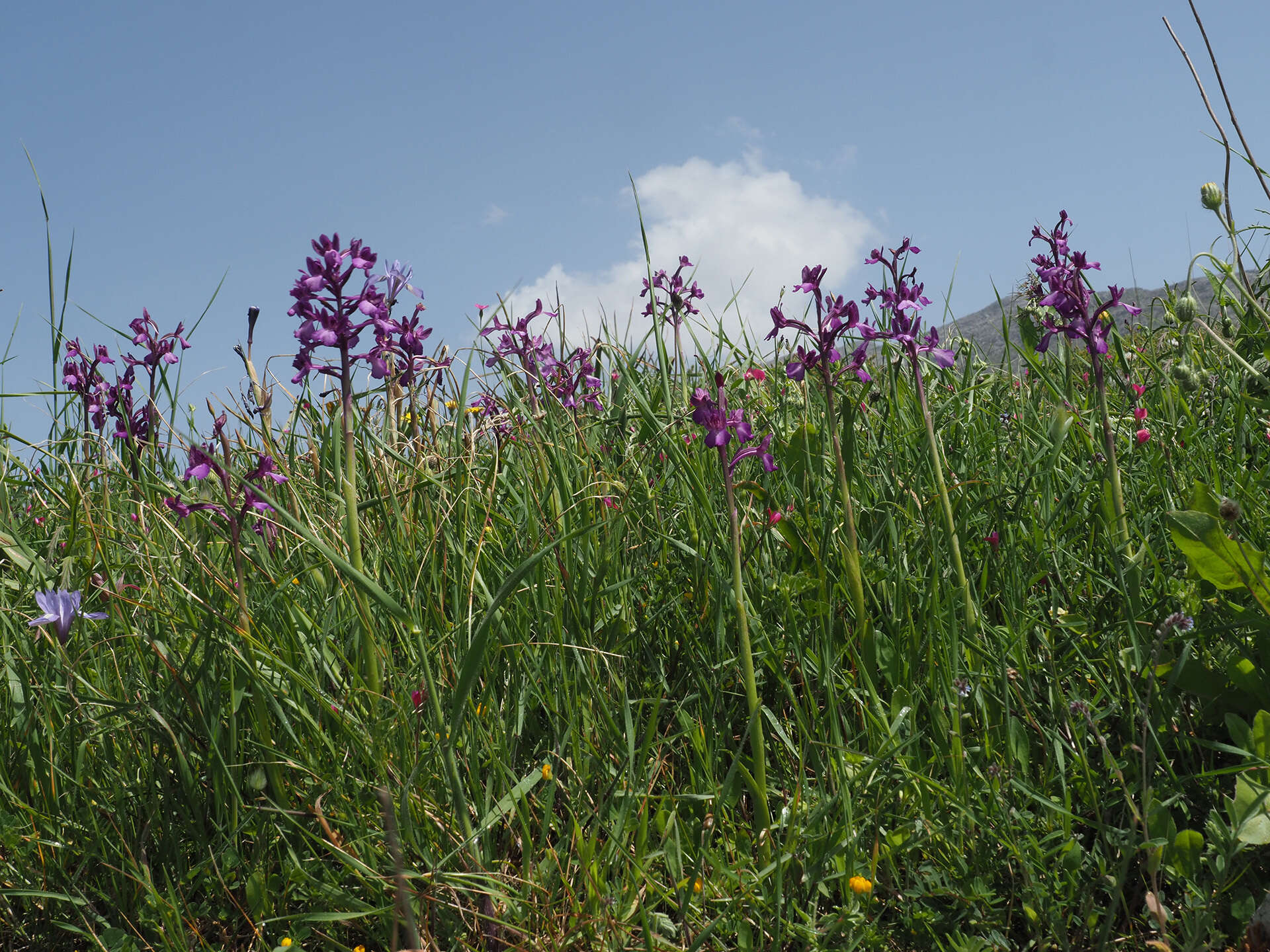 Image of Anacamptis boryi (Rchb. fil.) R. M. Bateman, Pridgeon & M. W. Chase