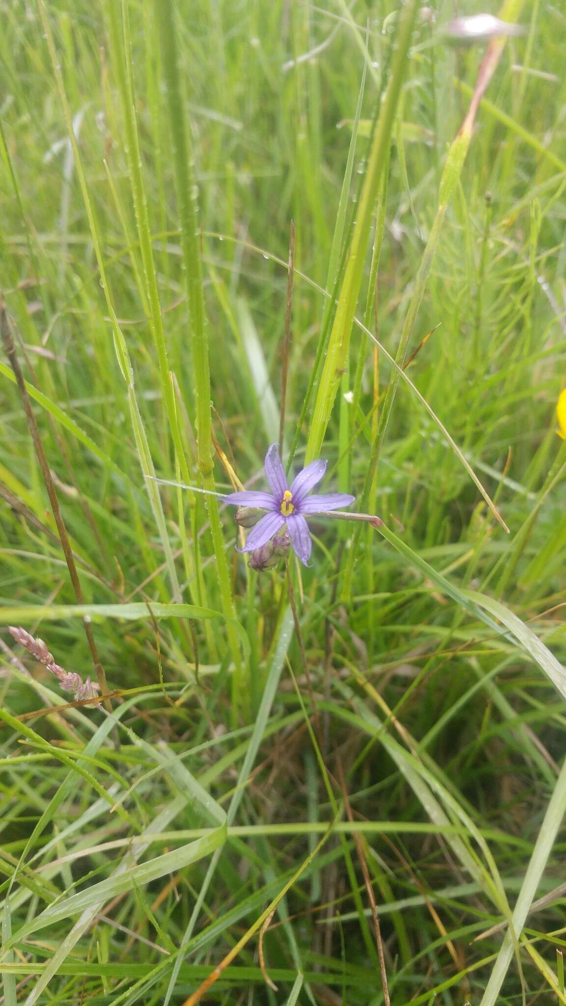 Image of Idaho blue-eyed grass