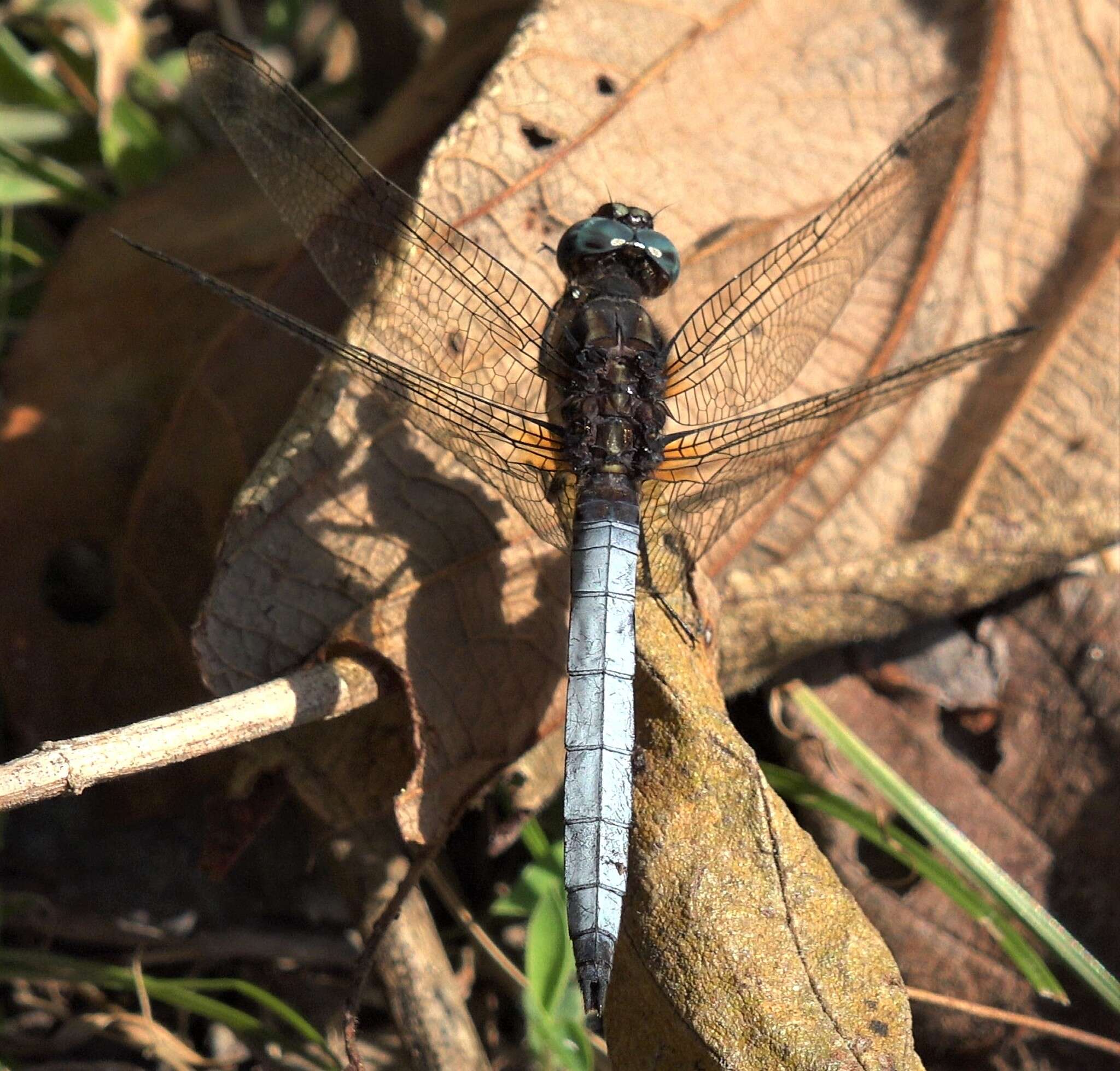 Image of Orthetrum azureum (Rambur 1842)