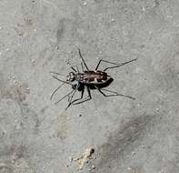 Image of Puritan Tiger Beetle