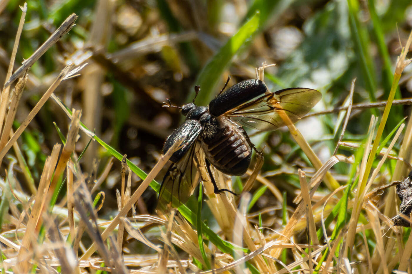 Image of Amphimallon occidentale