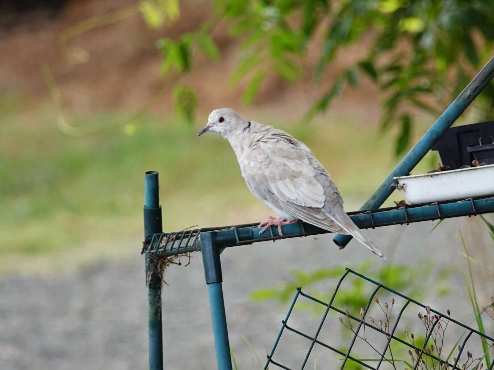 Image of African Collared Dove