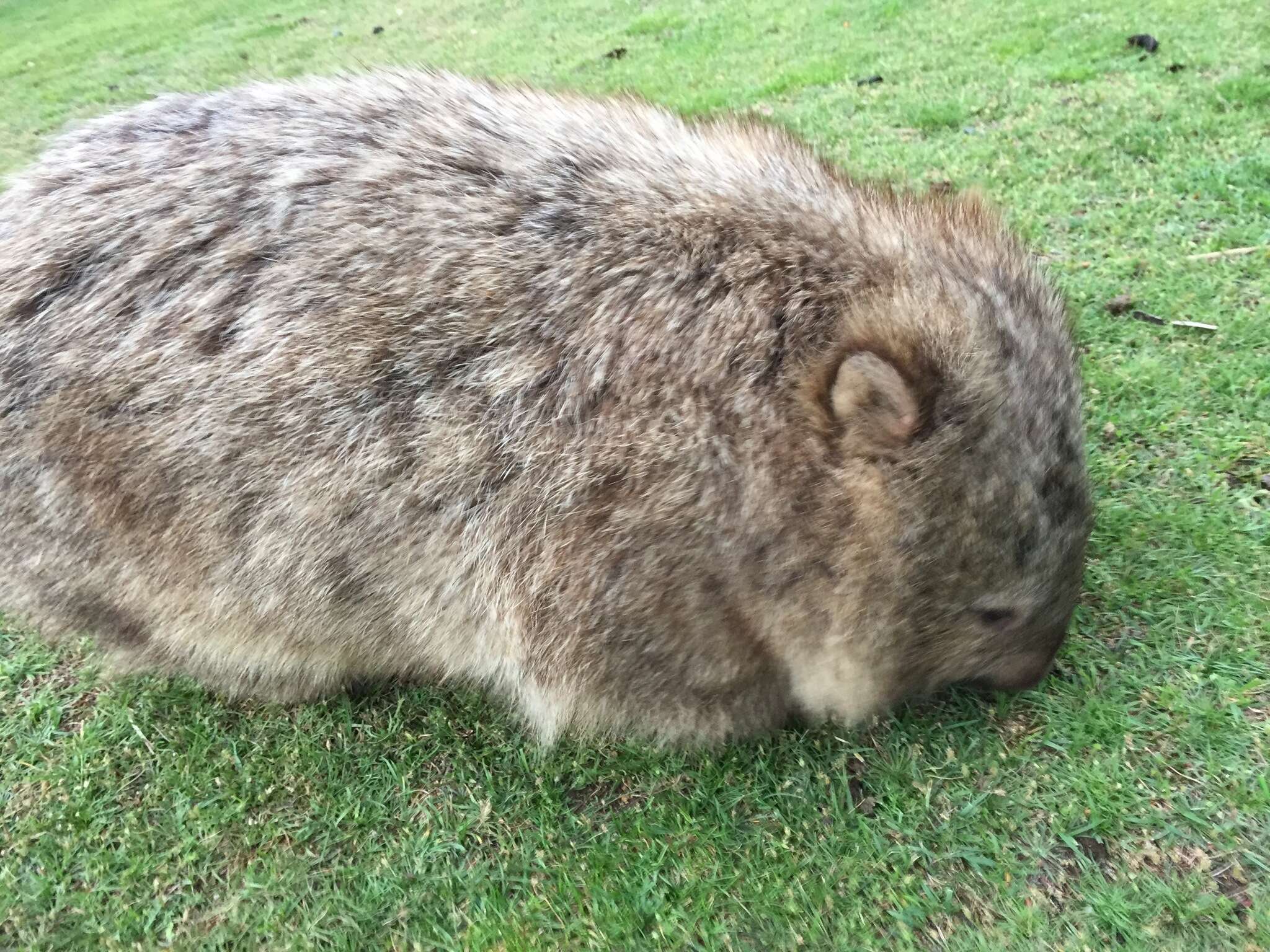 Image of Bare-nosed Wombats