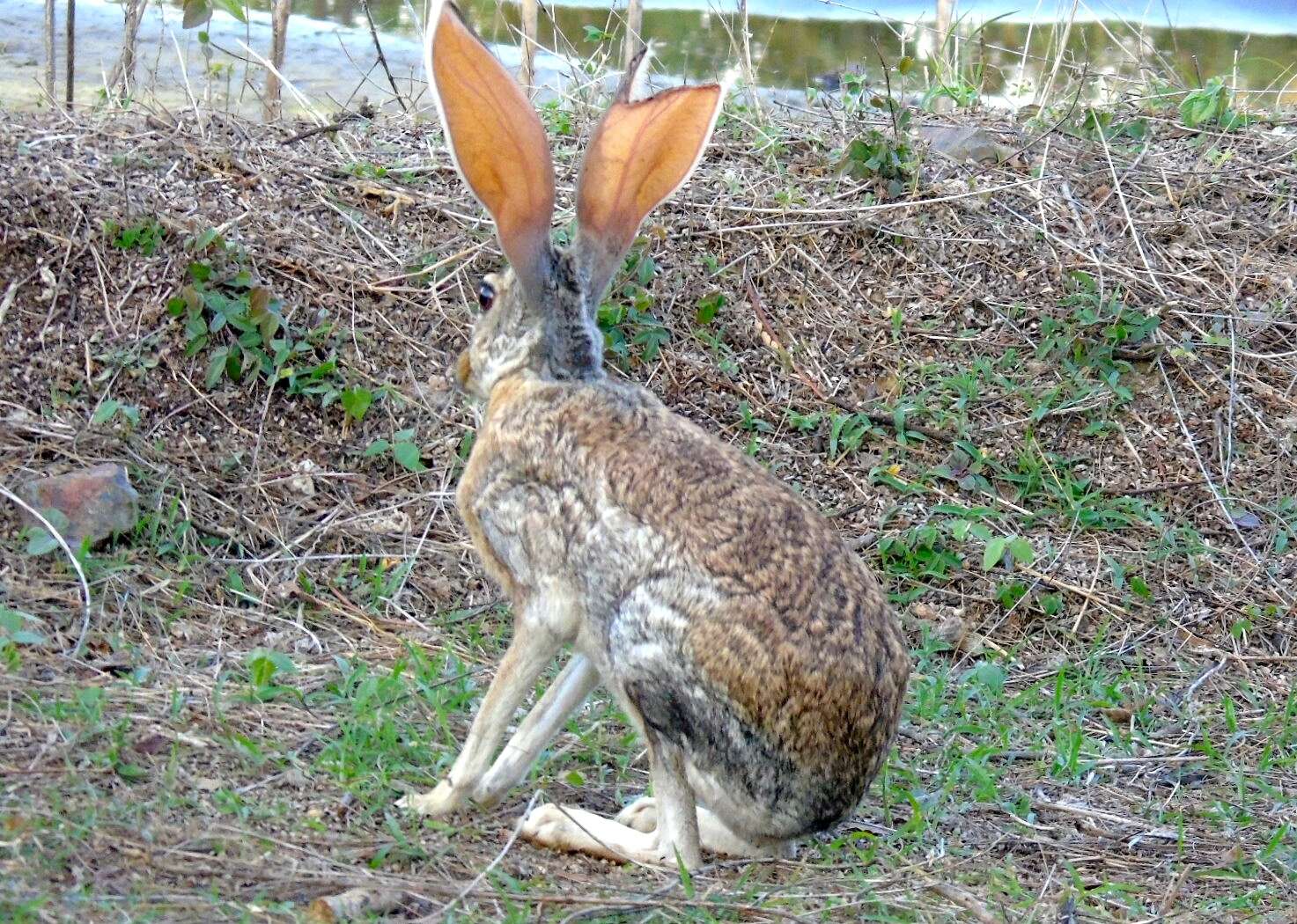 Imagem de Lepus alleni Mearns 1890