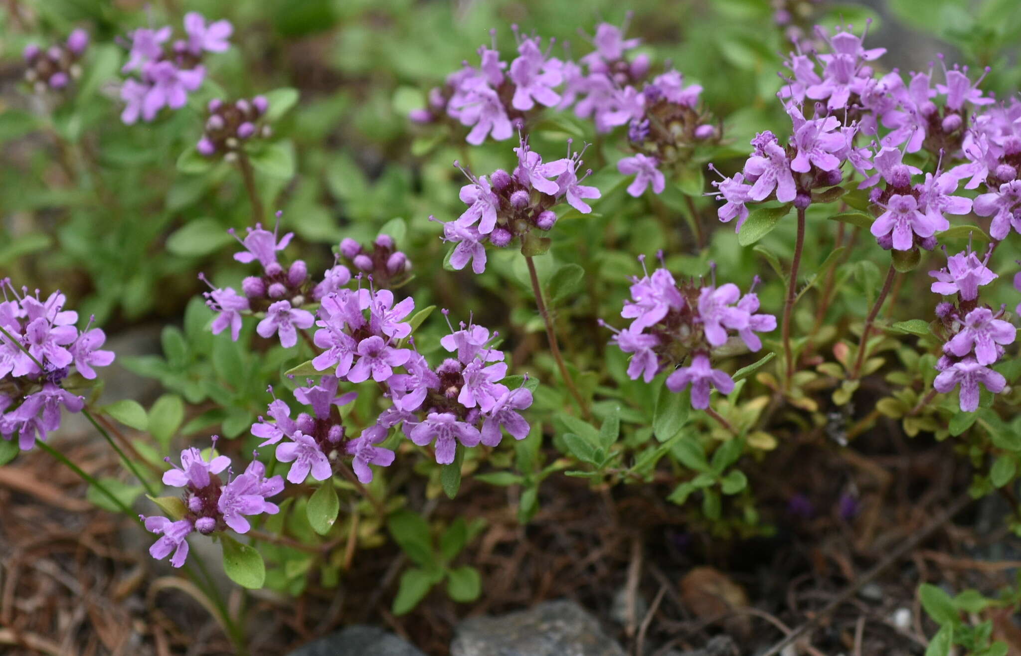 صورة Thymus sibiricus (Serg.) Klokov & Des.-Shost.