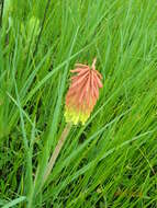 Image de Kniphofia linearifolia Baker