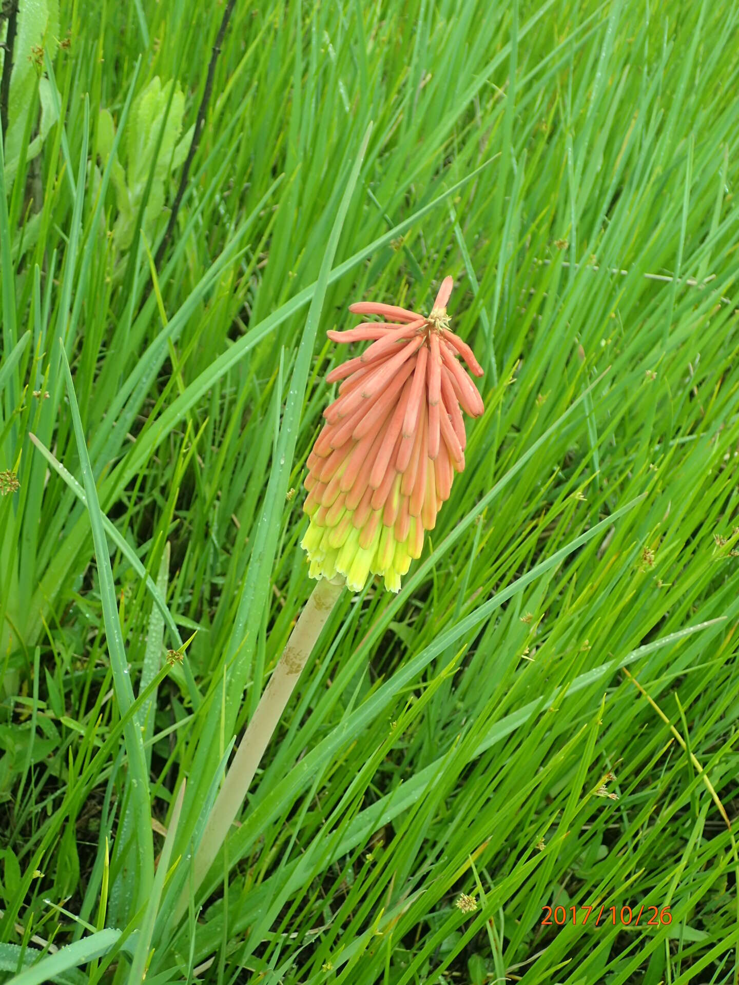 Слика од Kniphofia linearifolia Baker