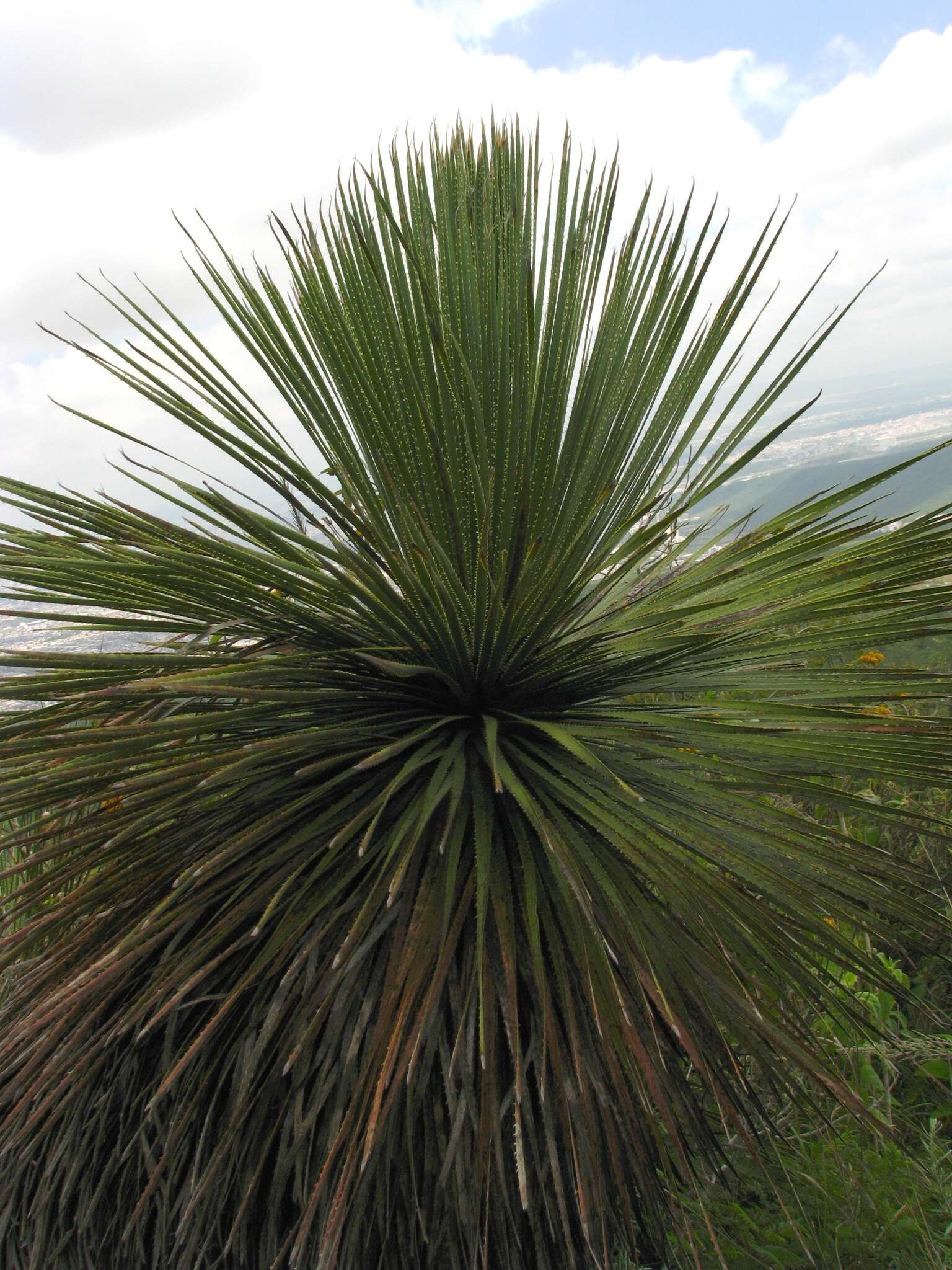 Image of Dasylirion acrotrichum (Schiede) Zucc.