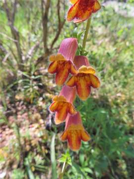 Imagem de Digitalis obscura L.