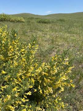 Image of Caragana buriatica Peschkova