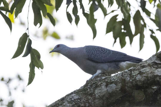 Image of Afep Pigeon