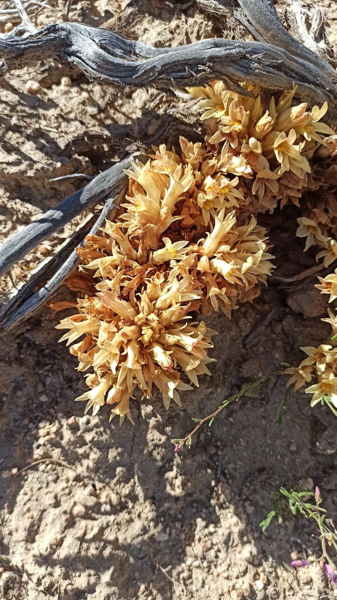 Image of California broomrape