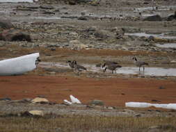 Image of Branta hutchinsii hutchinsii (Richardson 1832)