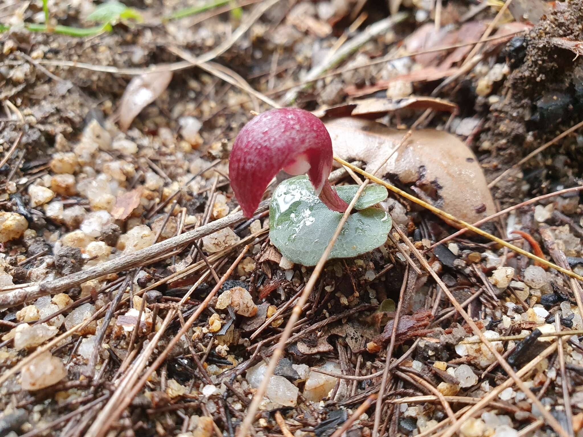 Image de Corybas cerasinus D. L. Jones & B. Gray