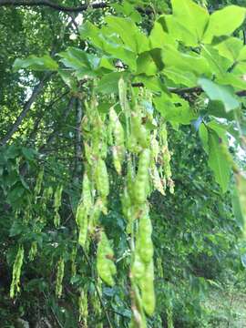 Image of Alpine Laburnum