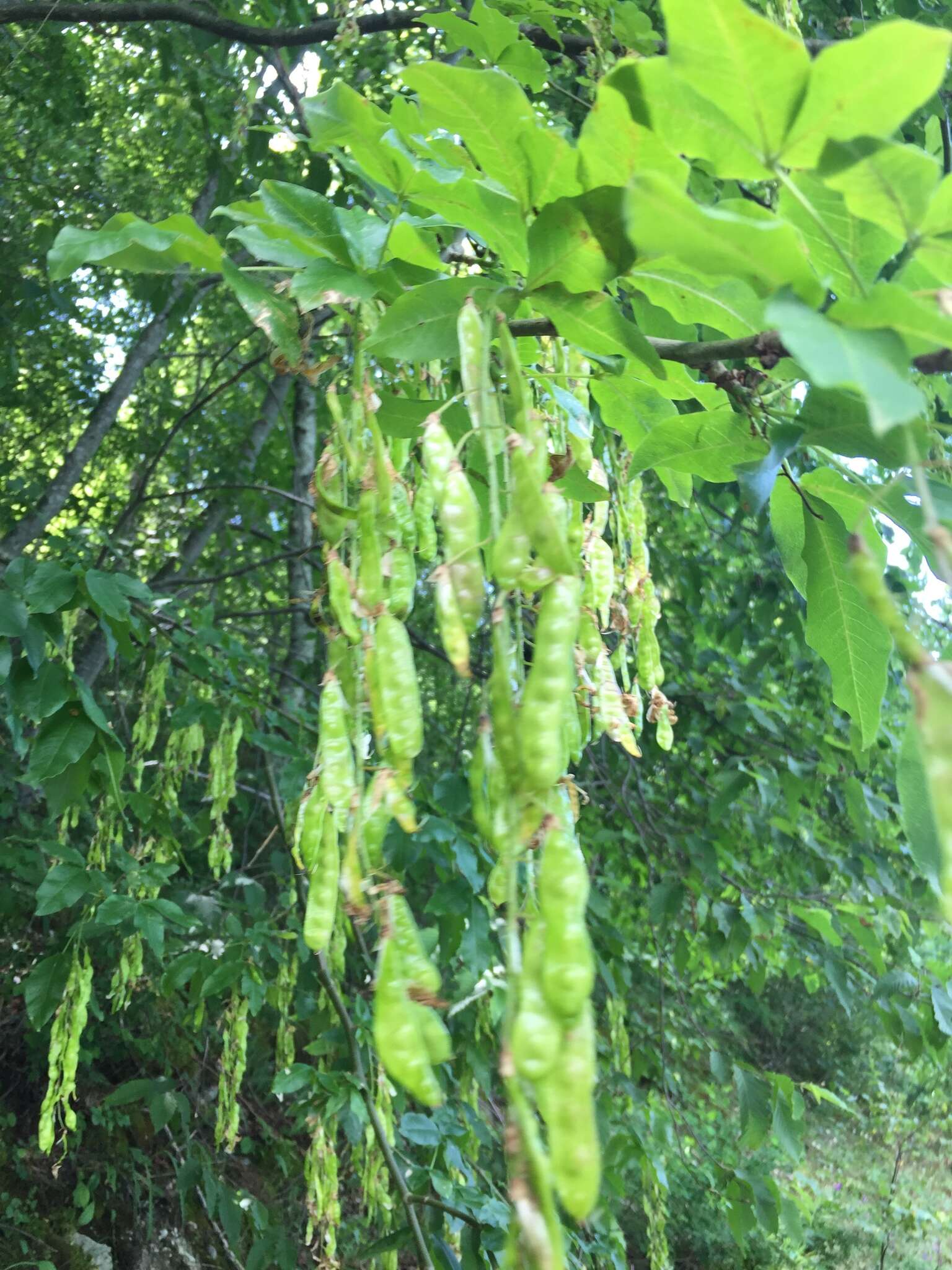 Plancia ëd Laburnum alpinum (Mill.) Bercht. & J. Presl