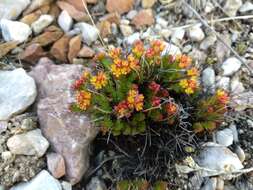 Image of Rhodiola coccinea (Royle) A. Boriss.