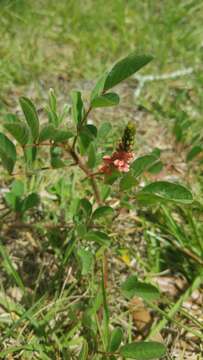 Image of roughhairy indigo