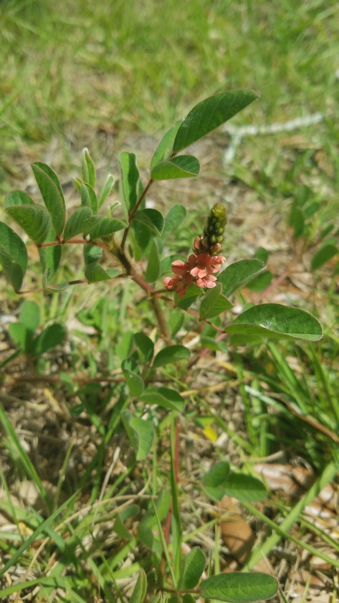 Sivun Indigofera hirsuta L. kuva