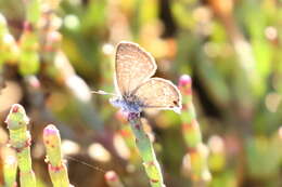 Image of Theclinesthes sulpitius (Miskin 1890)