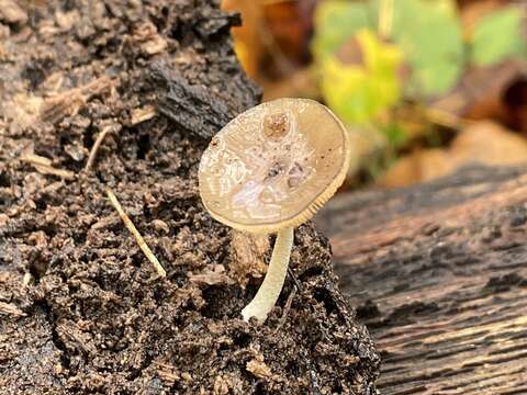 Imagem de Bolbitius viscosus Watling 1975