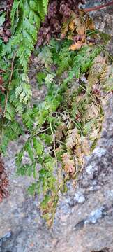 Plancia ëd Davallia chaerophylloides (Poir.) Steud.