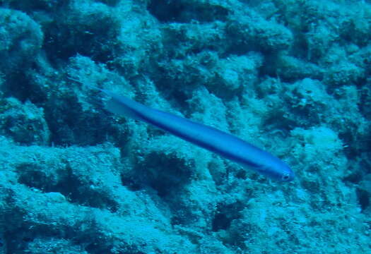 Image of Blue hana goby