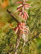 Image of Abyssinian White-eye