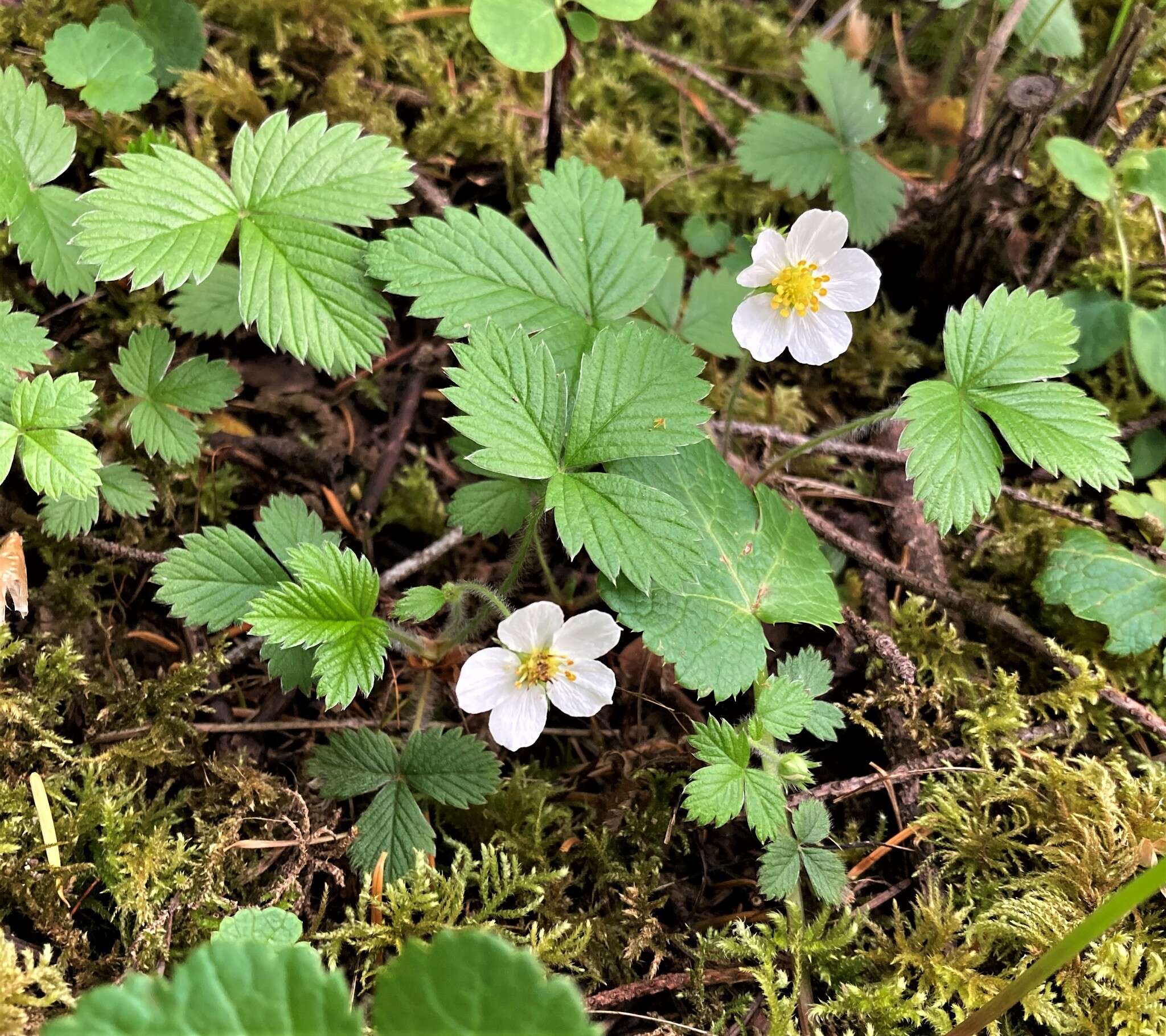 Imagem de Fragaria vesca subsp. californica (Cham. & Schltdl.) Staudt