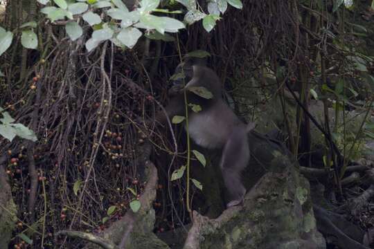 صورة Mandrillus leucophaeus poensis Zukowsky 1922