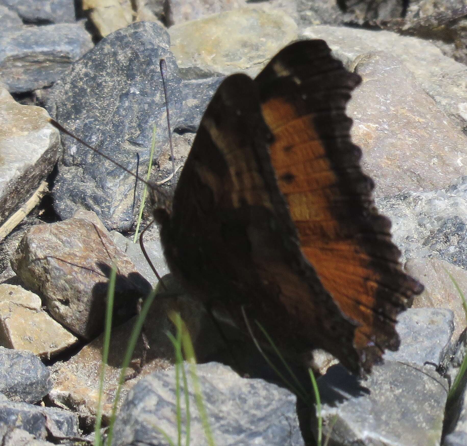 Image of California Tortoiseshell