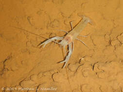 Image of Southern Cave Crayfish