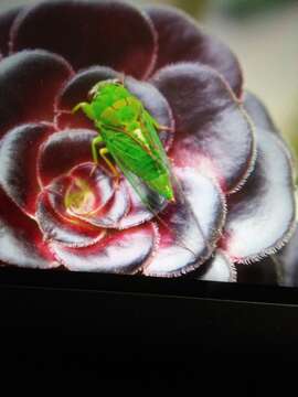 Image of April green cicada