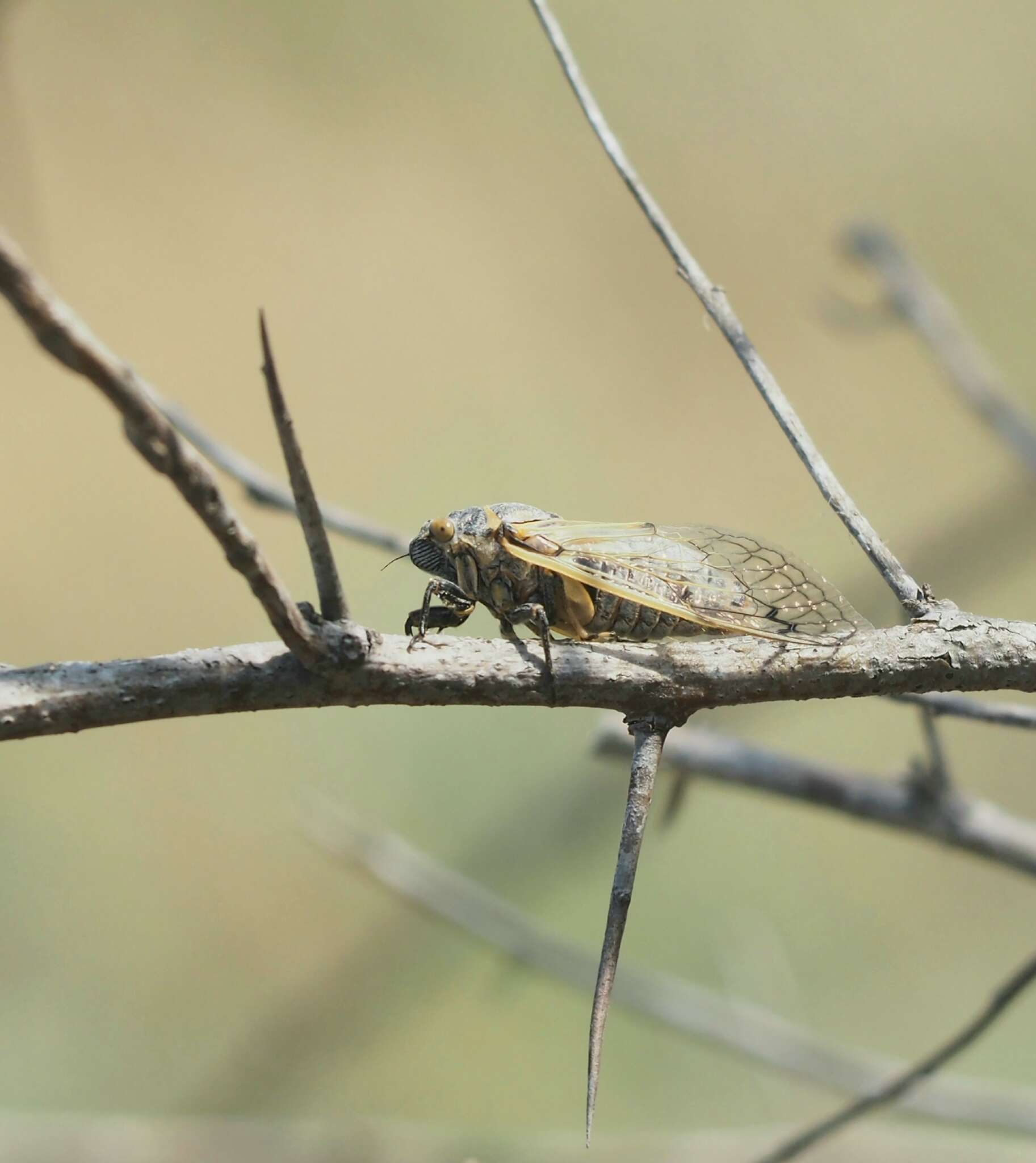 Image de Psalmocharias querula (Pallas 1773)