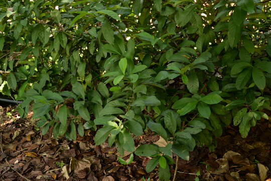 صورة Ixora finlaysoniana Wall. ex G. Don