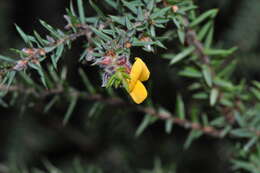 Imagem de Pultenaea juniperina Labill.