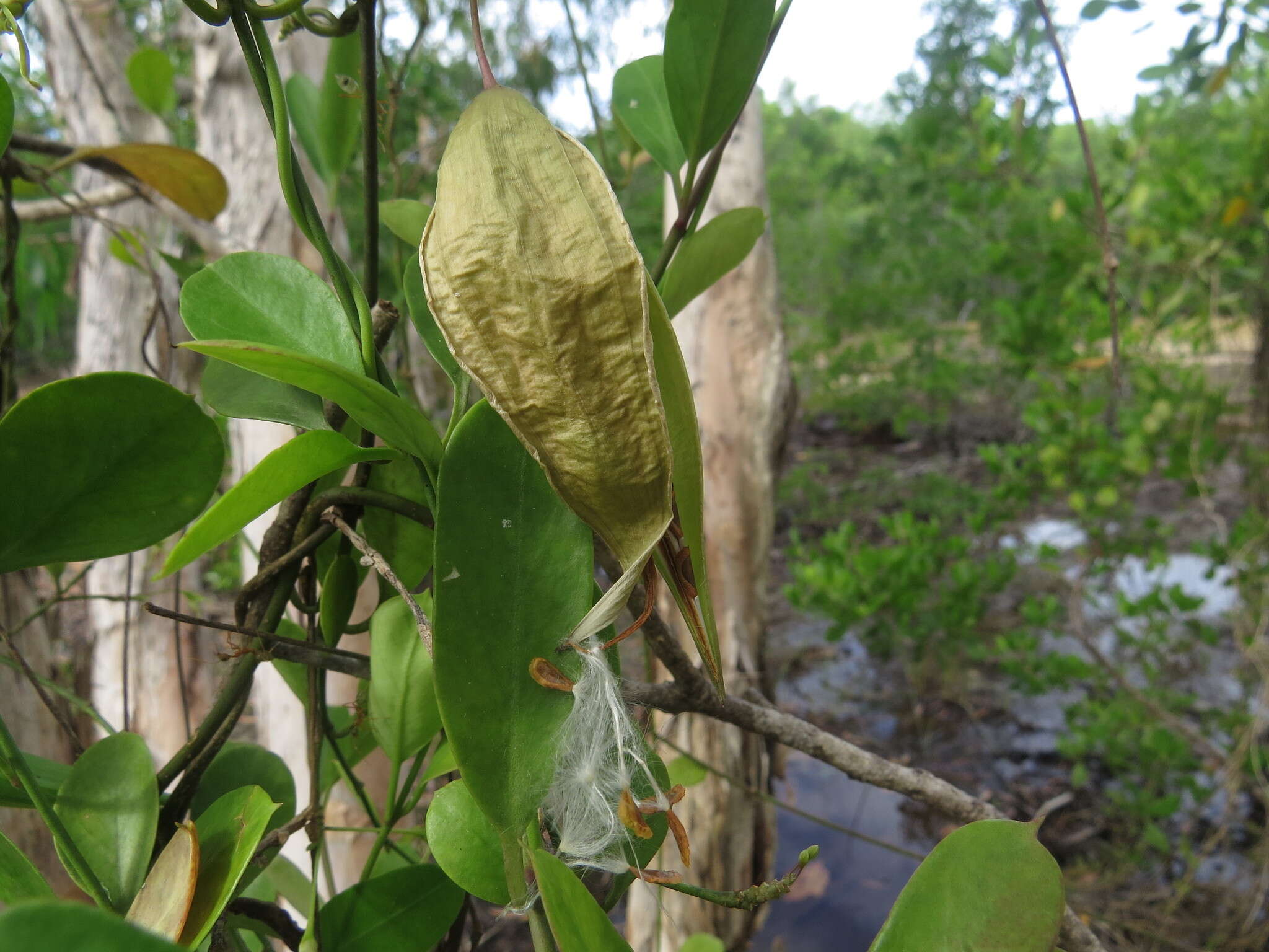 Vincetoxicum carnosum (R. Br.) Benth. resmi