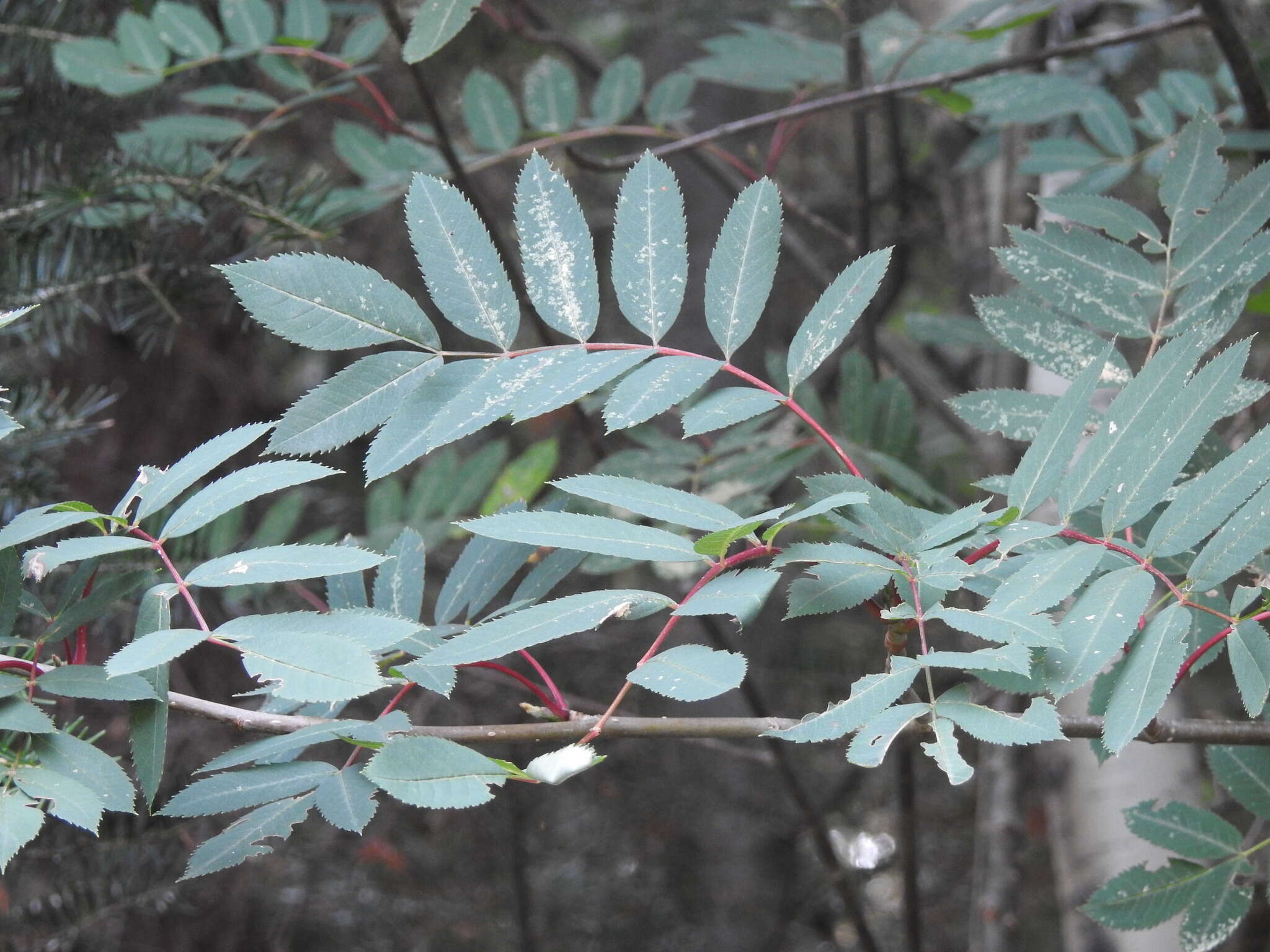 Image of northern mountain ash