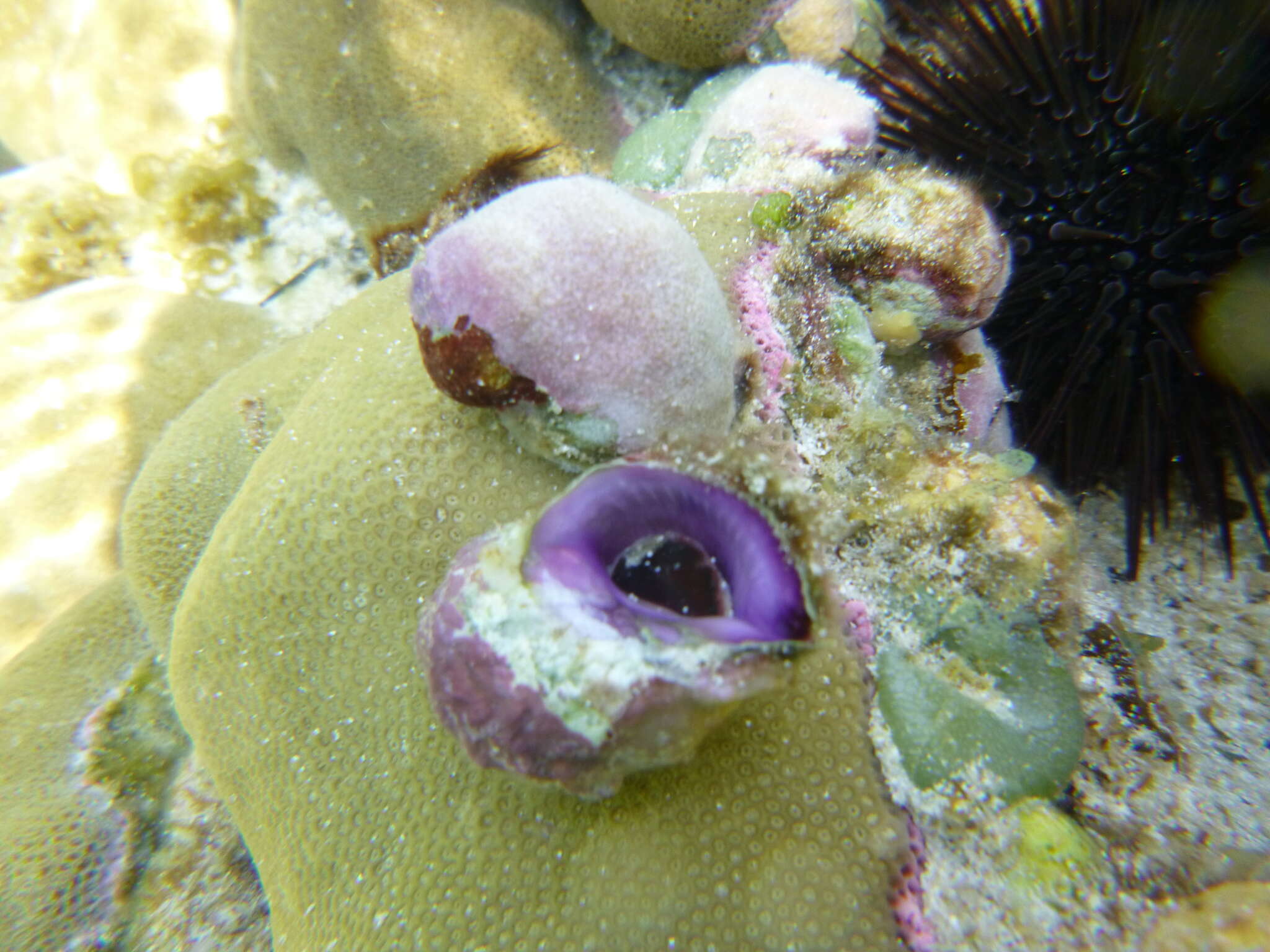 Image of purple coral snail