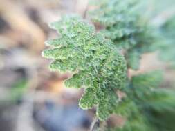 Image of Woolly lipfern