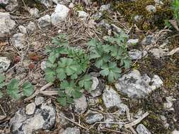 Image de Heracleum ligusticifolium Bieb.