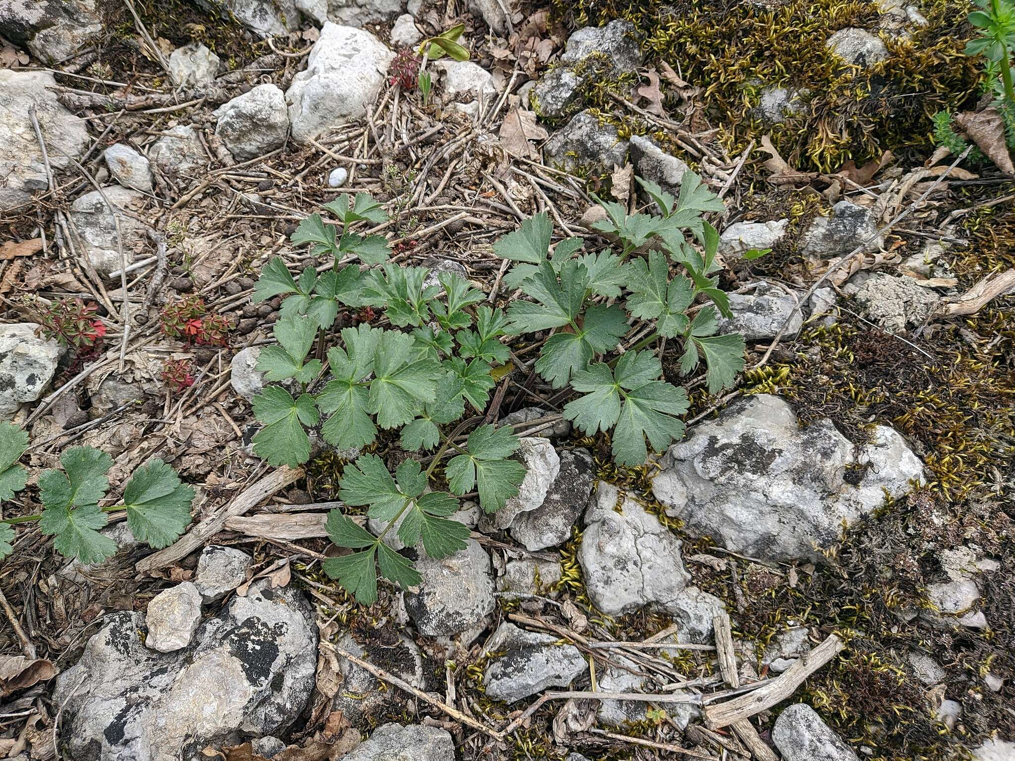 Image of Heracleum ligusticifolium Bieb.