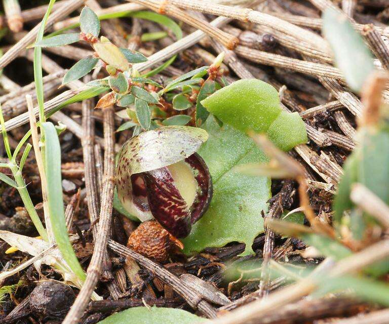 Image of Slaty helmet orchid