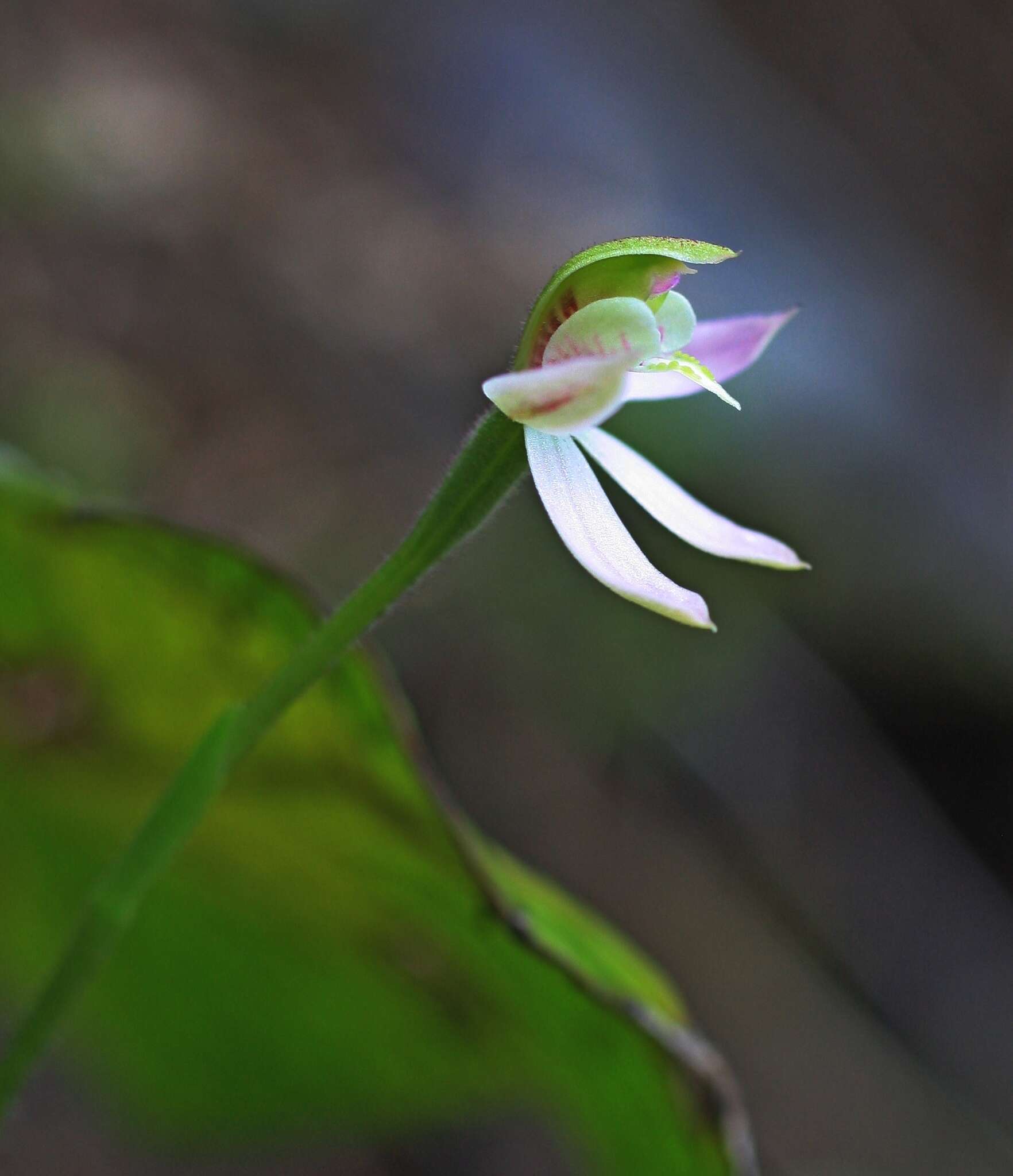 Image de Caladenia variegata Colenso