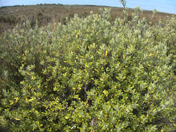 Image de Corokia macrocarpa T. Kirk