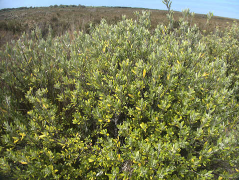 Image of Corokia macrocarpa T. Kirk