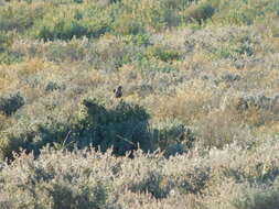 Image of Brown Songlark